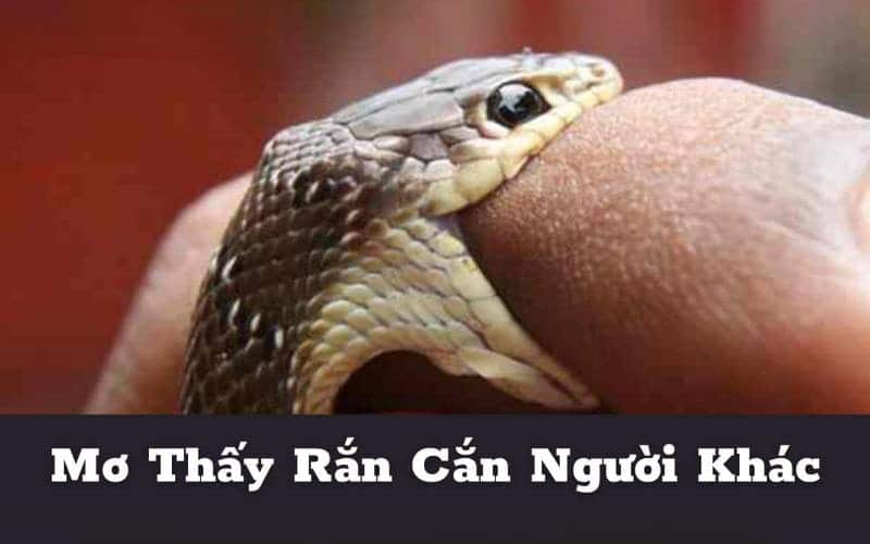 Mơ thấy rắn báo hiệu điềm tốt hay xấu? Lý giải chi tiết 3 Mơ giấc mơ thấy con rắn cắn người khác